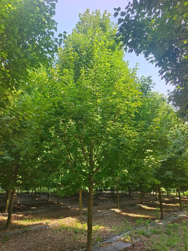 苗木种植：绿意盎然的绿色经济