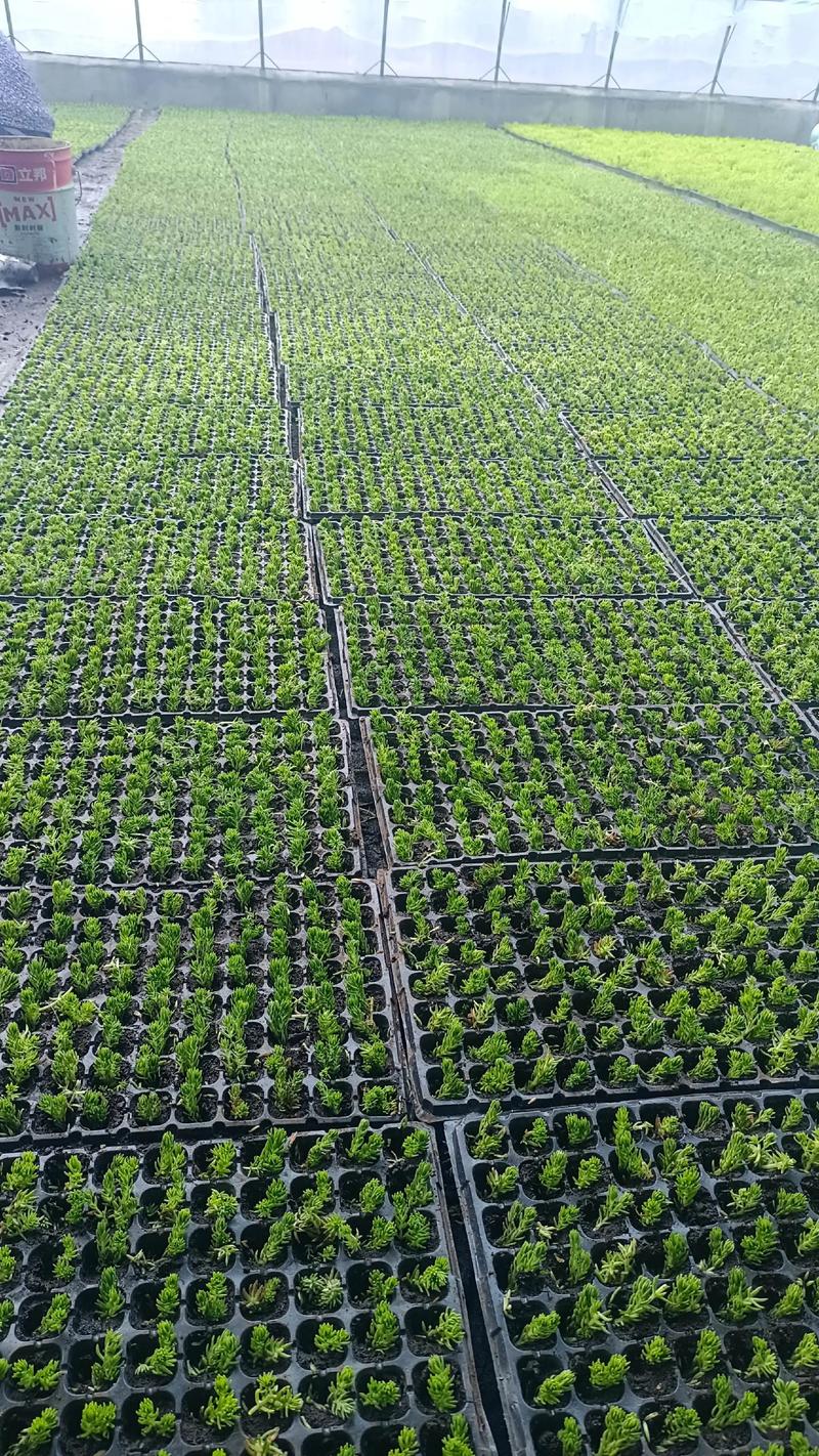 苗木种植中的几个常见误区